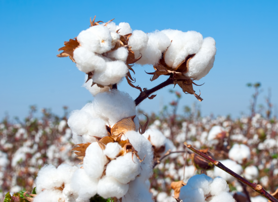 cotton-altigaagri cotton-altigaagri