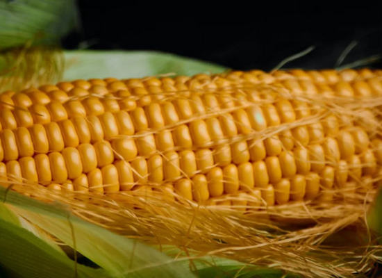 maize-altigaagri maize-altigaagri