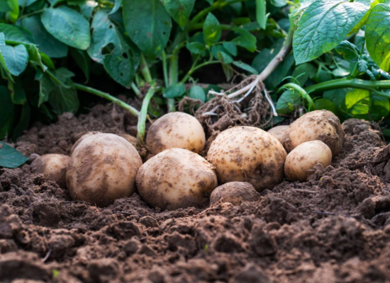 potato-altigaagri potato-altigaagri