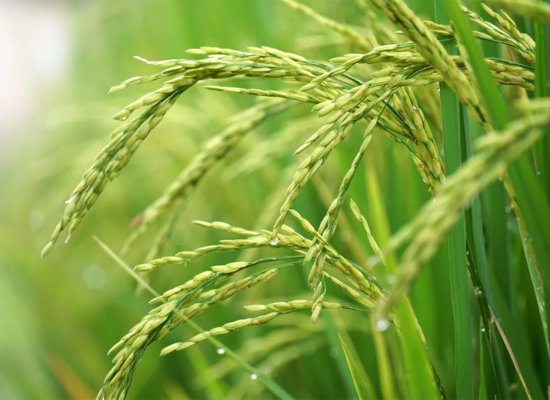 rice-altigaagri rice-altigaagri