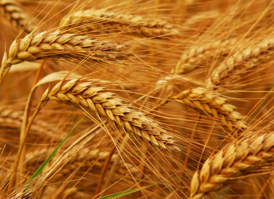 wheat-altigaagri wheat-altigaagri